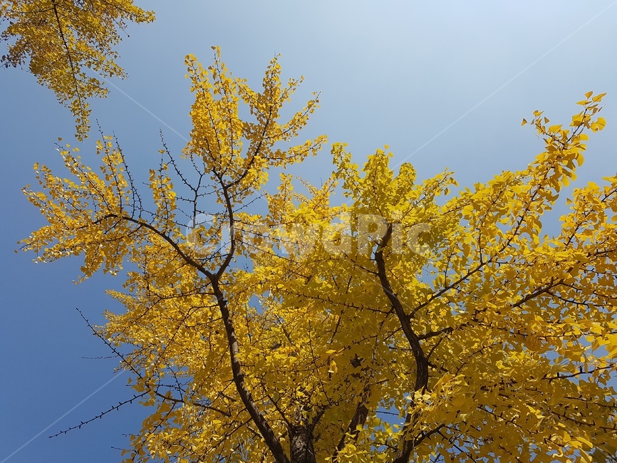 tree,식물,나무,은행나무,가을,감성,하늘,자연,가을,계절,fall,autumn,season,나무,trees,wood,plant
