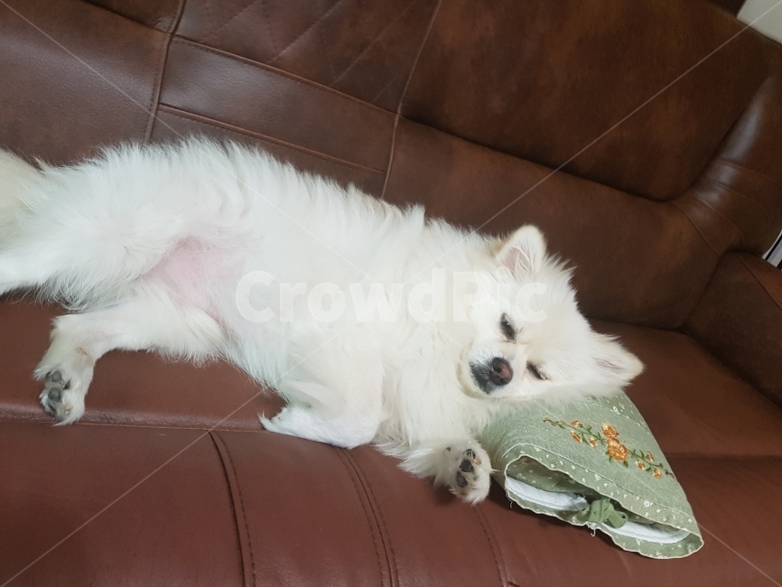 베개,폼피츠,스피츠,사람빙의,개잠,동물,animal,포유류,mammal,개,강아지,dog,doggy
