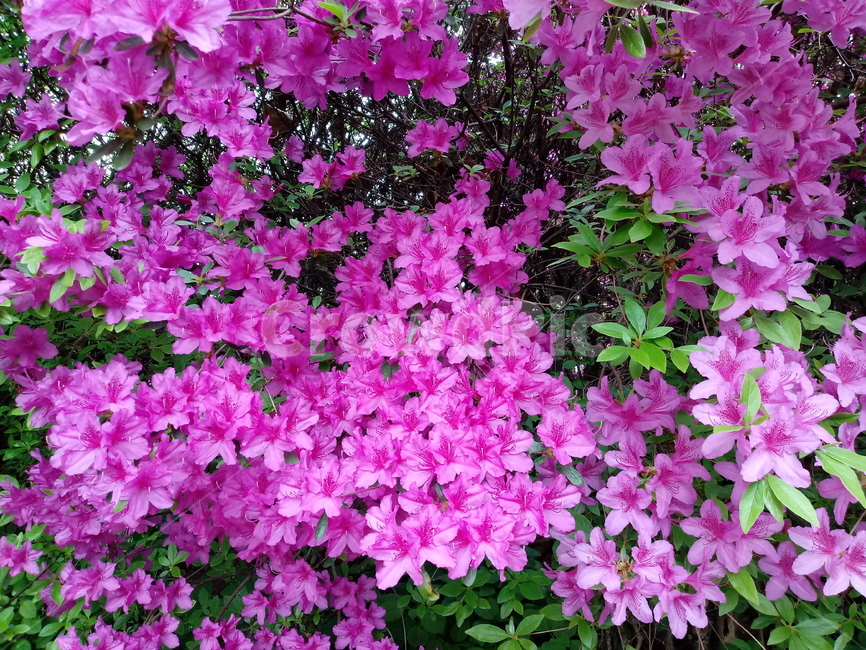 철쭉,smilerosebay,진달래과,식물,봄꽃,개꽃나무,springseasonflower,척촉화,낙엽관목,관상용