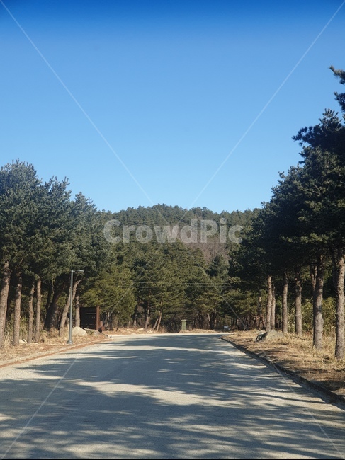 도로,road,나무,tree,식물,plant,산책로,드라이브길