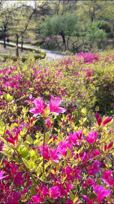 길,봄,꽃,붉은,아름다움,봄,계절,spring,season,식물,자연,plants,nature,꽃,flower,geranium,제라늄,blossom,plant