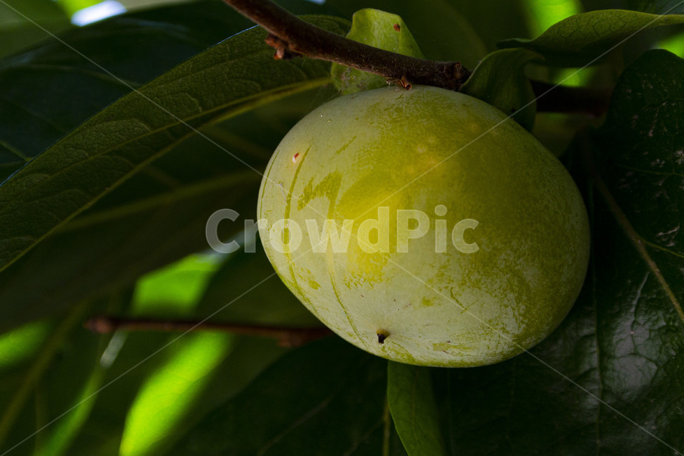 감,감나무,감잎,persimmon,persimmontree,과일,식물,fruit,과일,열매,fruit