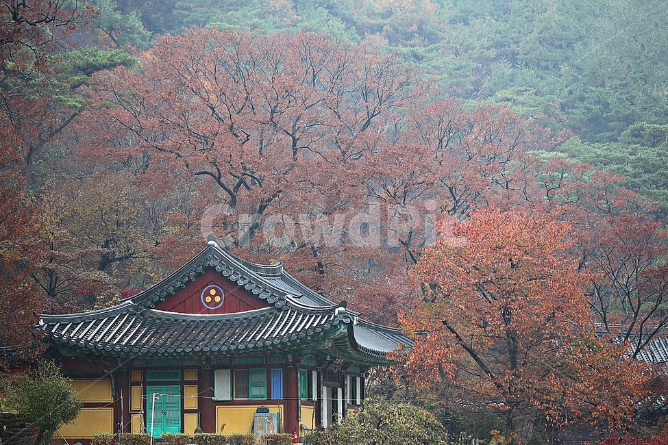 전등사,절,암자,단풍,낙엽,기와집,한옥,전통집,한옥집,집,풍경,자연,식물,옛날집,건물,건축물,가을,가을,계절,fall,autumn,season,한국전통,한국문화,korean traditional,korean culture