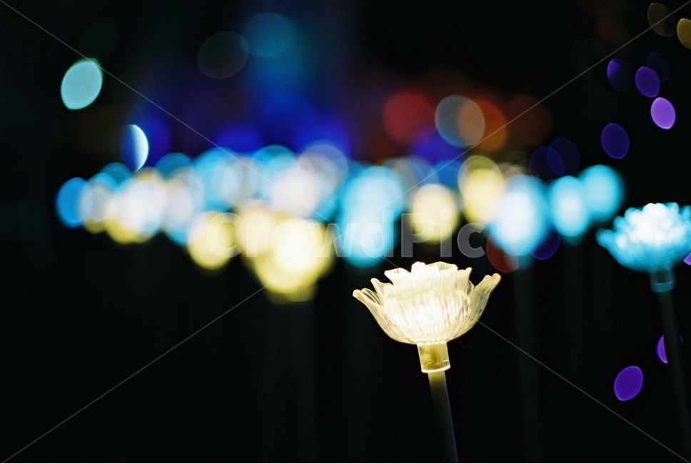 순천만국가정원,별빛축제,꽃,필름카메라,장미,film,밤풍경,야경,별빛,night,야경,밤,풍경,nightscape,night,landscape,감성,sensible,feeling,lighting,조명