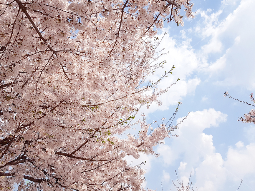 벚꽃,봄,꽃,식물,cherryblossoms,예쁜꽃,꽃배경,봄,계절,spring,season,식물,자연,plants,nature,꽃,flower,나무,trees,wood,plant,blossom,cherry blossom