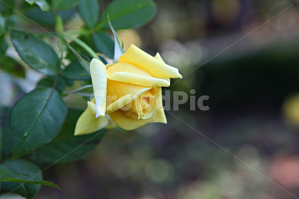 장미,장미꽃,꽃,꽃잎,가을,식물,자연,공원,식물,자연,plants,nature,꽃,flower