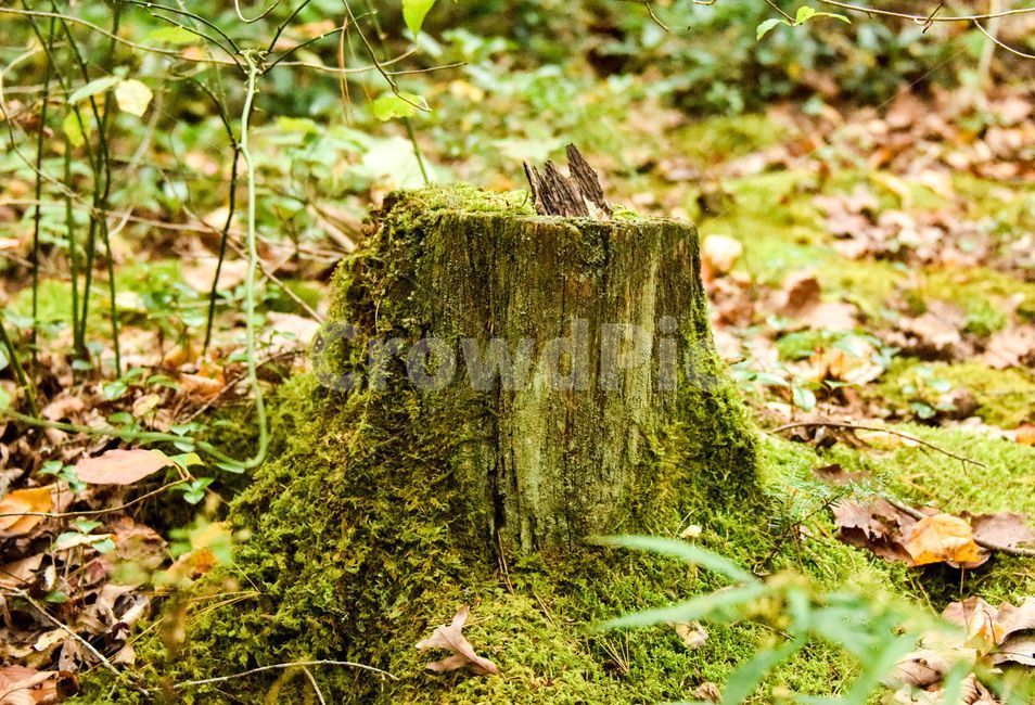 나무,밑둥,나무밑둥,자연,tree,stump,나무,trees,wood