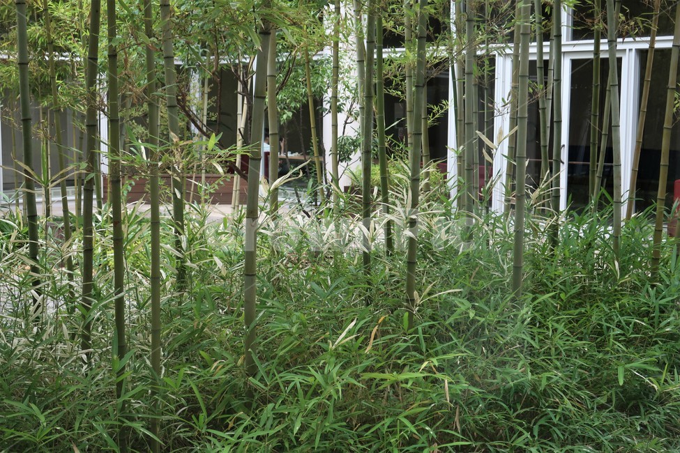 대나무,대나무숲,정원,공원,풍경,휴식,쉼,분위기,조경,조성,자연,풍경,nature,landscape,plant,식물