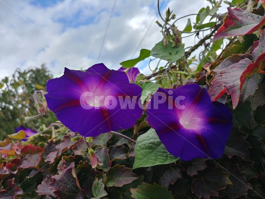 나팔꽃,보라색,꽃,식물,보라색나팔꽃,morningglory,blossom,flower,plant,식물,자연,plants,nature,꽃,flower