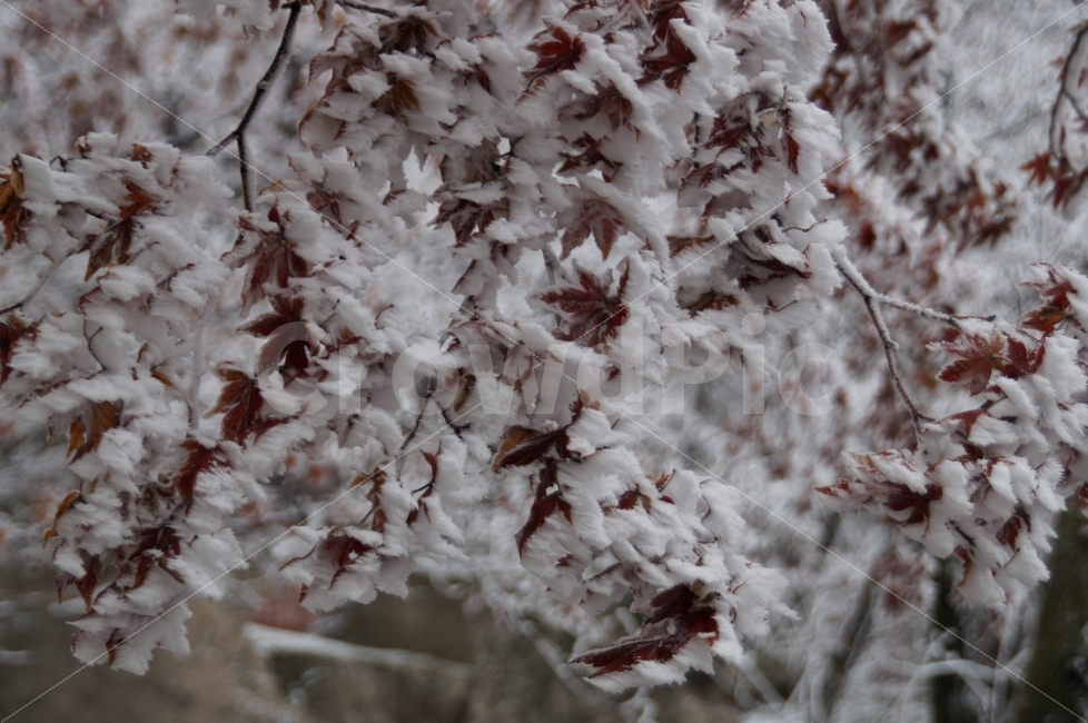 겨울,겨울산,단풍,눈꽃단풍,눈꽃,자연,북한산,겨울,계절,winter,season,식물,자연,plants,nature