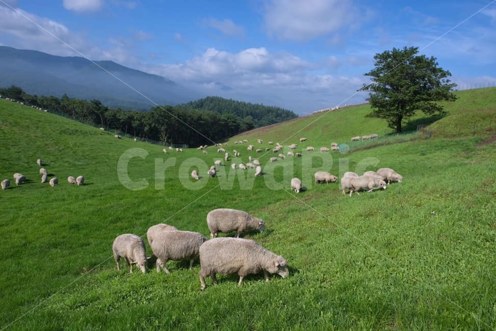 grazing,clouds,sheep ranch,summer,peaceful,cloud,sight,eat,flock of sheep,pasture,herb,sheep,sky,green,nature,tree,many,grassland,food,morning,blue,Valley,Daegwallyeong,animal