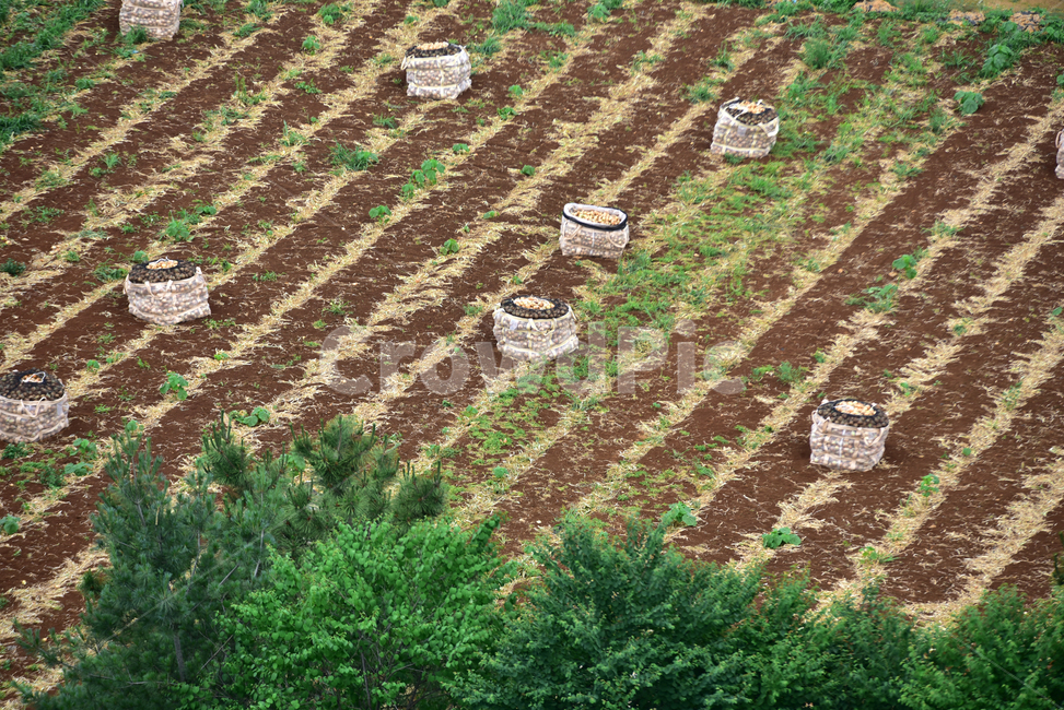 양파,양파수확,양파밭,양파농사,농사,농촌,밭,톤백,onionfield,farming,field,onion,산업,industry,industrial,농업,농사,agriculture,farming,farming industry