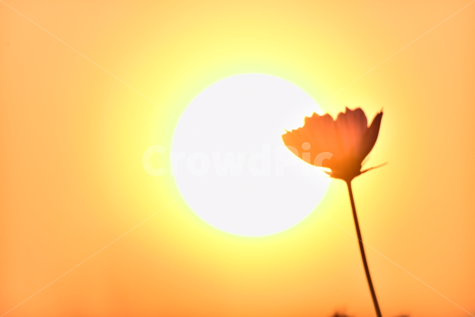 코스모스,감성사진,가을꽃,가을배경,야생화,가을분위기,노을,석양,해질녘,해질무렵,시즌,9월,10월,들꽃,꽃잎,petal,역광,초본,식물,들녘,outdoor,cosmos,flowers,autumnbackground,백그라운드,야외,배경,바탕,느낌,필링,분위기,emotional,sensible,feeling,wildflowers,꽃,plant,blossom,햇빛,light,빛,flare,sunlight,식물,자연,plants,nature,꽃,flower