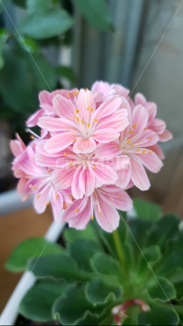 꽃,자연,아름다움,식물,개화,활짝,flower,플라워