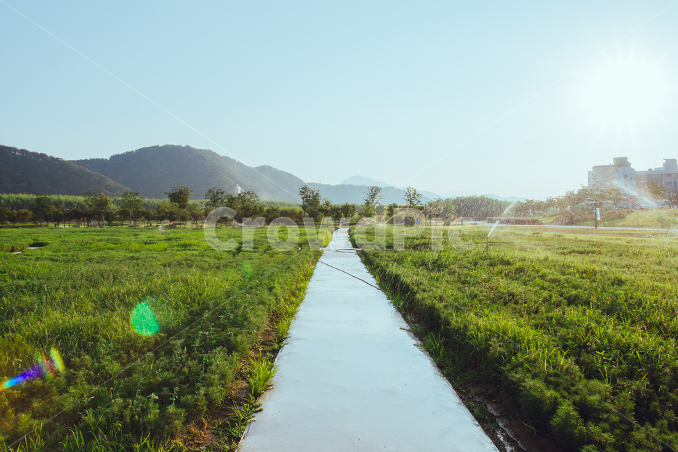 green,sun,sunflower,flower,Field,sunlight,lens flare,Freshness,gay