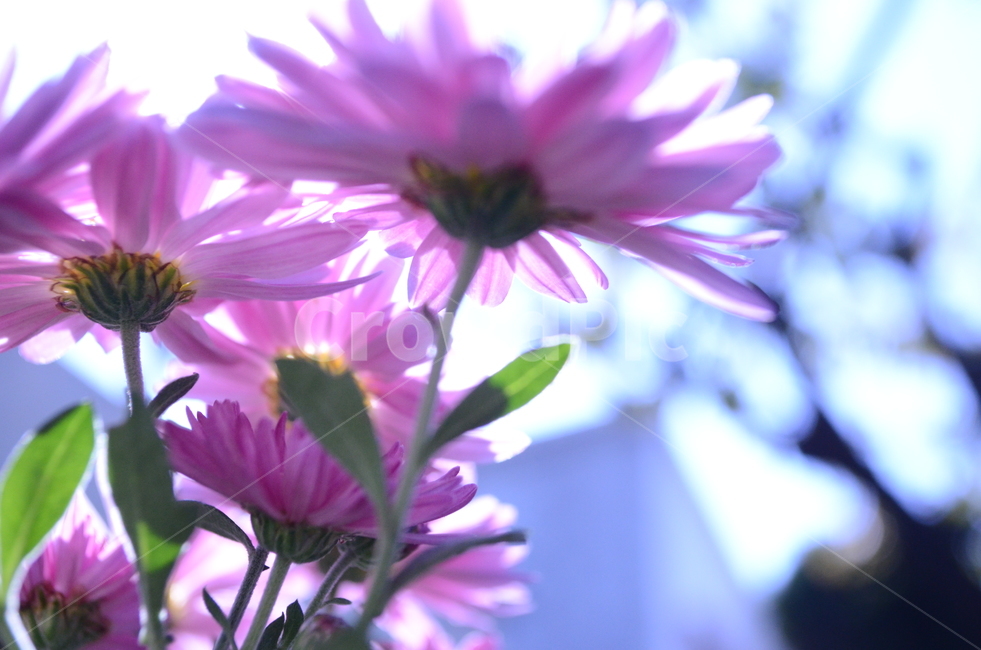 꽃,flower,국화,진분홍,분홍,빛,배경,꽃배경,보라빛,감성,마당,plant,식물
