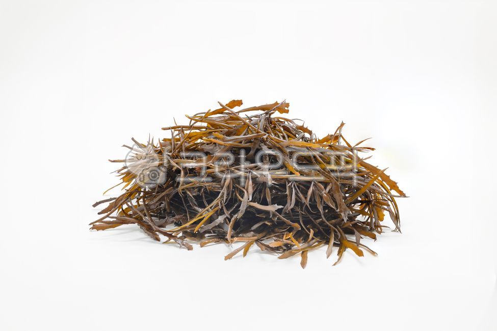 톳나물,바다,해조,seaweedfusiforme,톳,나물,음식,식자재