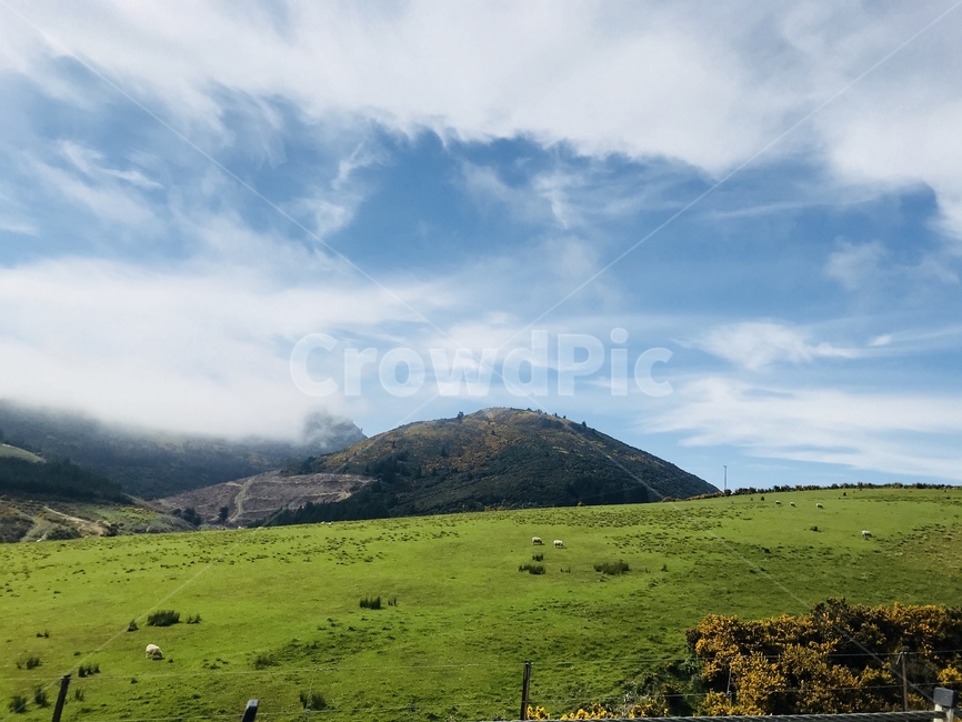 뉴질랜드,양,대자연,자연,풍경,자연,풍경,nature,landscape,해외,외국,세계,foreign,oversea,world,세계자연풍경,해외자연풍경,외국자연풍경,world nature landscape,outdoors,옥외,field,들,grassland,목초지