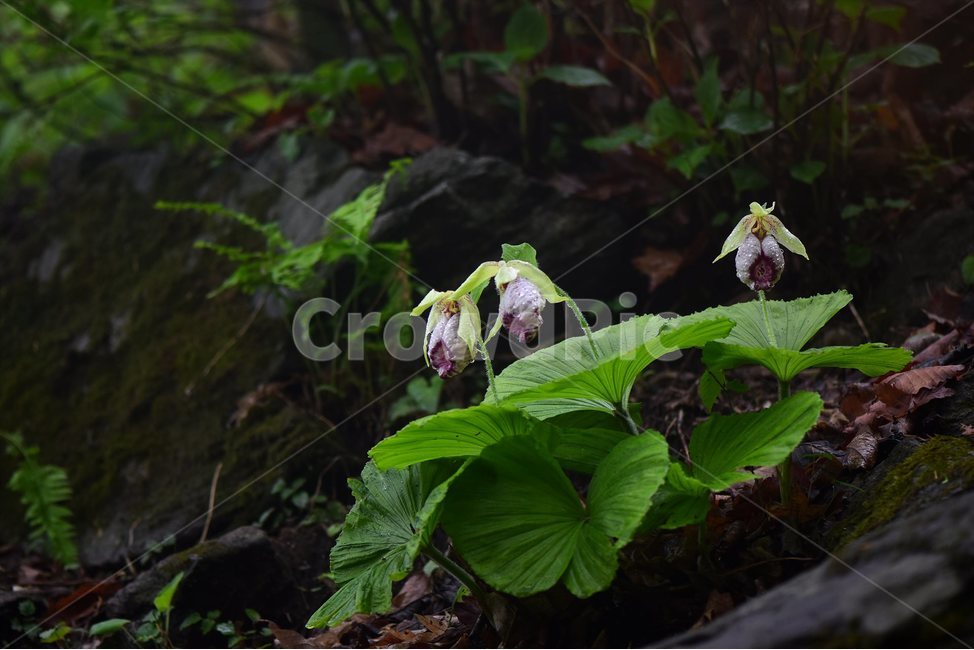 광릉요강꽃,멸종위기,난초과,복주머니란속,야생화,1급,희귀,봄,꽃,plant,wild,flower,자연,생태,식생,풀꽃,식물,식물,자연,plants,nature,꽃,flower