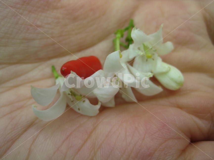 동남아,plant,식물,flower,자스민,자스민꽃,꽃,jasmine,고추,pepper