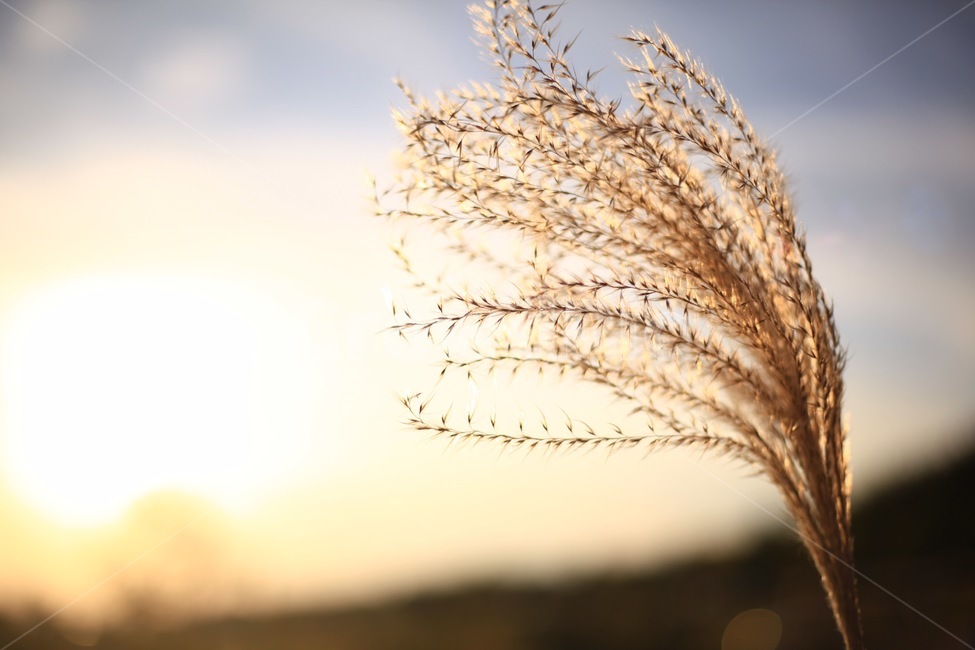 갈대,식물,자연,해,빛,햇빛,노을,가을,계절,fall,autumn,season,grass,잔디,plant