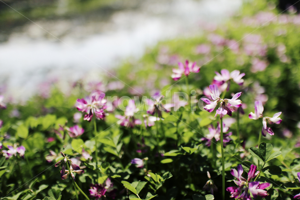 plant,식물,꽃,flower,blossom