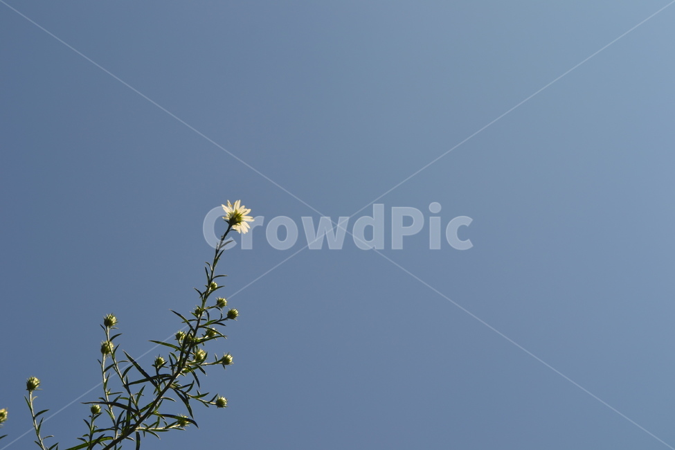flower,꽃,봄,자연,들꽃,식물,자연,plants,nature,꽃,flower
