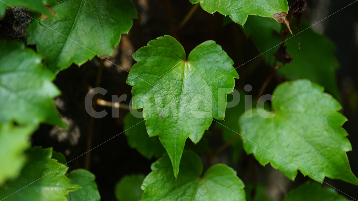 담장넝쿨,식물,줄기,이파리,자연,돌,벽,담벼락,plants,nature,풍경,landscape,잎사귀,그린,green,녹색,푸른,여름,summer,season,계절,감성,감성사진,느낌,feel,snap,snapshot,스냅,스냅사진,한국자연,코리아,korea,힐링,힐링사진,식물,자연,plants,nature