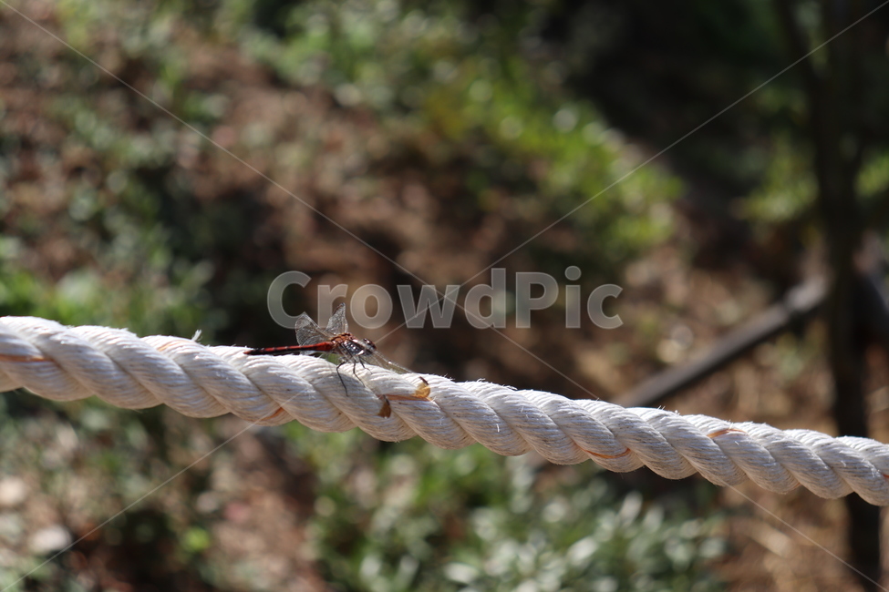 잠자리,가을,풍경,자연,dragonfly,fall,scenery,곤충,벌레,insect,bug