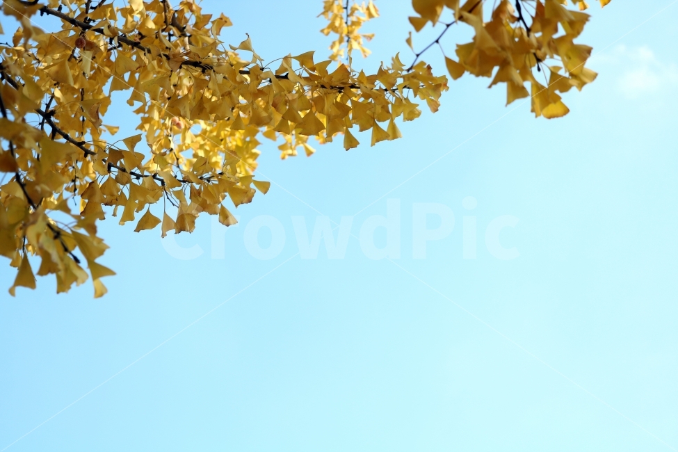 낙엽,가을,하늘,은행나무,노란색,가을,계절,fall,autumn,season,식물,자연,plants,nature,나무,trees,wood