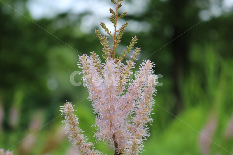 꽃,식물,분홍,초록,자연,flower,plants,pink,green,nature,hana,shokubutsu,pinku,midori,식물,자연,plants,nature