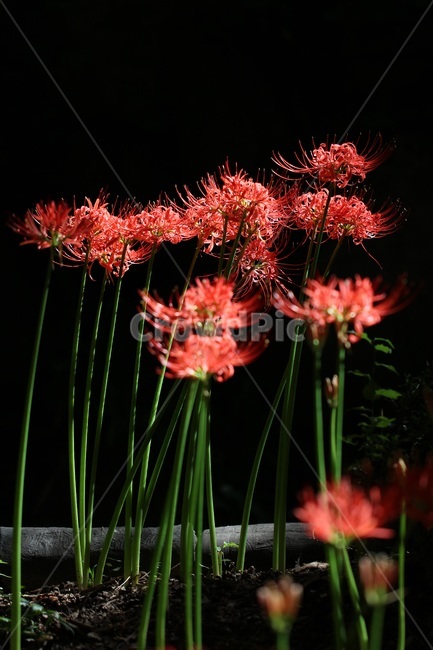A bunch of flowers,plant,Similarization,Its poisonous,Bulgapsa Temple,Seonunsa Temple,Seoksan,flower