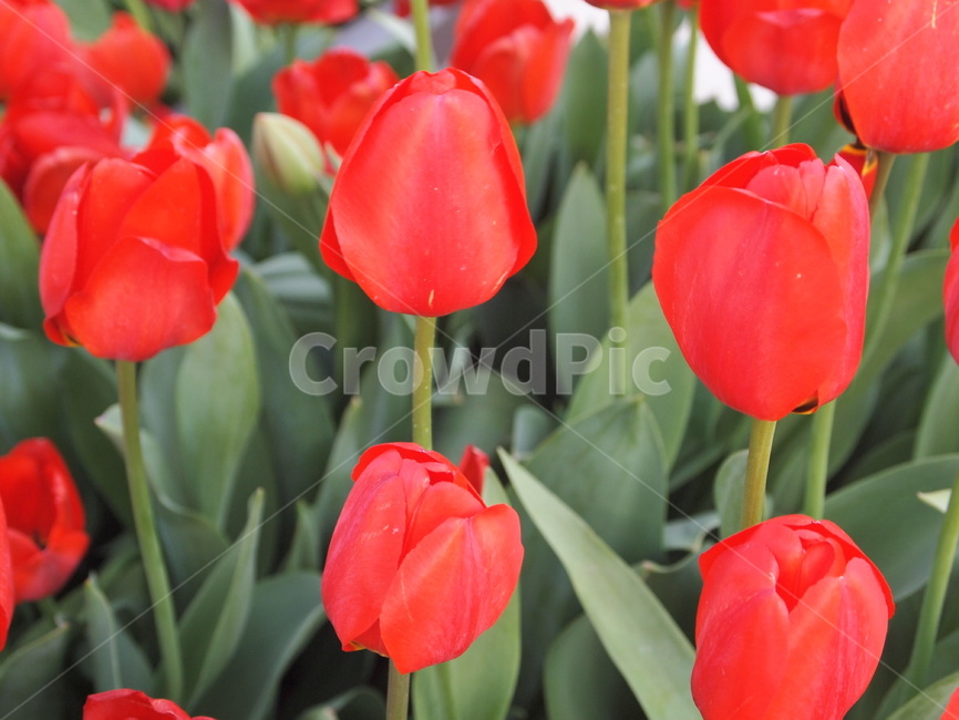 튤립,빨강,꽃,식물,flower,plant,외떡잎식물,blossom,식물,자연,plants,nature,꽃,flower