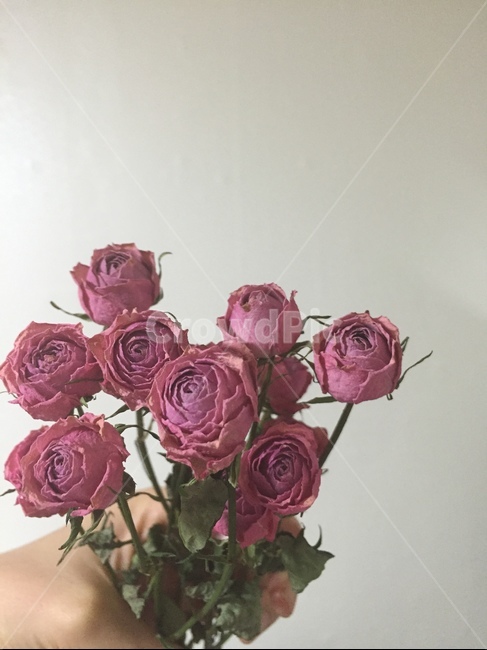 자나장미,장미,드라이플라워,핑크꽃,꽃,말린장미