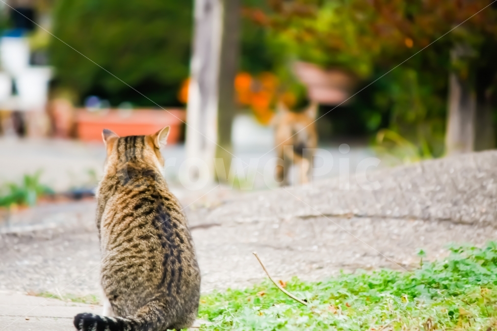 자연,고양이,분위기,해외,동물,동물,animal,고양이,cat,kitten,kitty,포유류,mammal
