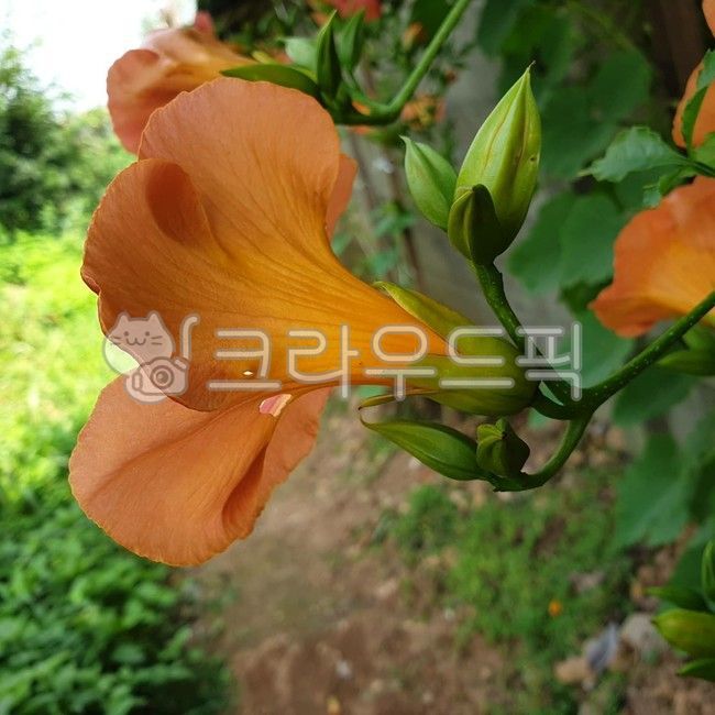 능소화,금등화,꽃옆모습,꽃,식물,덩굴식물,능소화봉오리,꽃봉오리,blossom,flower,plant