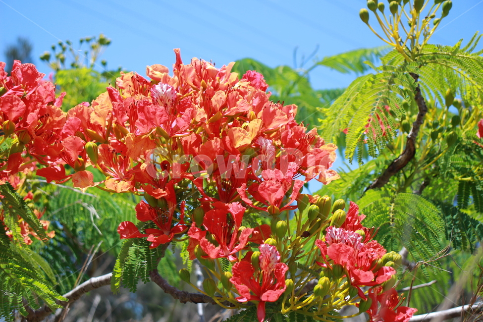 꽃,빨간꽃,flower,red,beautiful,빨강,빨간색,아름다움,초록색,잎,식물,자연,plants,nature,꽃,flower