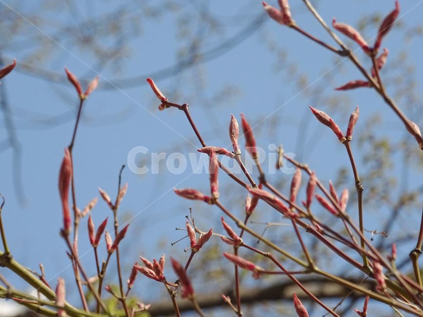 새싹,나무,봄,나무껍질,나뭇가지,식물,자연,plants,nature