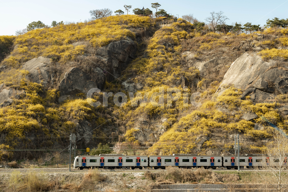 yellowforsythia,Spring background,yellow flower,yellow,flower garden,spring,spring flowers,mountain,runningtrain,train,yellow forsythia,yellowflower,Eungbong Forsythia,sping,flower,forsythia,Eungbongsan Mountain,subway,plant