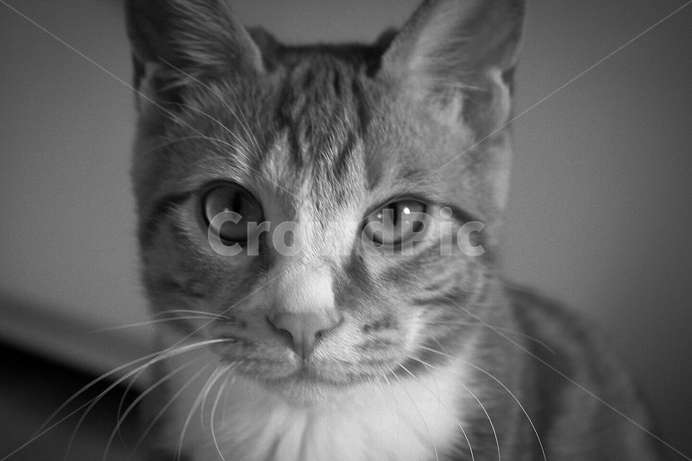 cat,고양이,animal,동물,pet,애완동물,mammal,포유류,아비시니안,동물,animal,포유류,mammal,고양이,cat,kitten,kitty,흑백,모노톤,monochrome,black and white