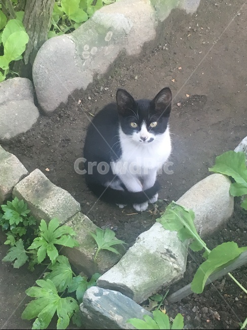 고양이,도둑고양이,동물,집사,아기고양이,동물,animal,포유류,mammal,고양이,cat,kitten,kitty