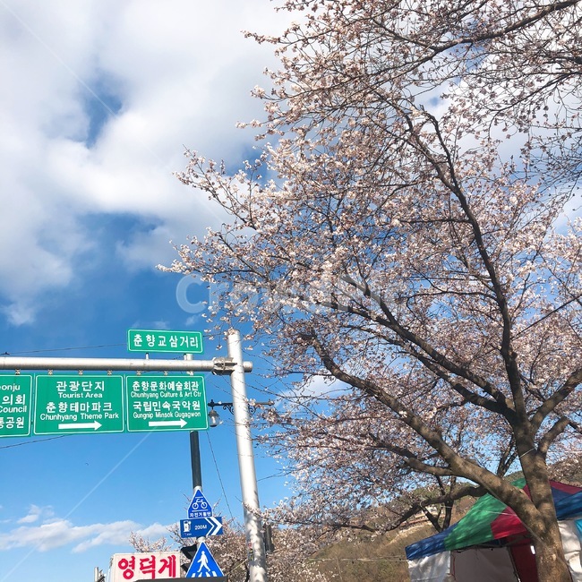 남원,춘향테마파크,표지판,봄,여름,벚꽃,꽃,나무,영덕게