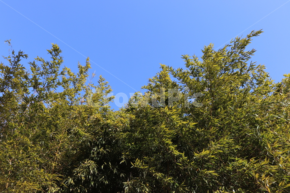 하늘,자연,대나무,경주,푸른,자연,풍경,nature,landscape,tree,나무,plant,식물,conifer,구과 식물,fir,전나무