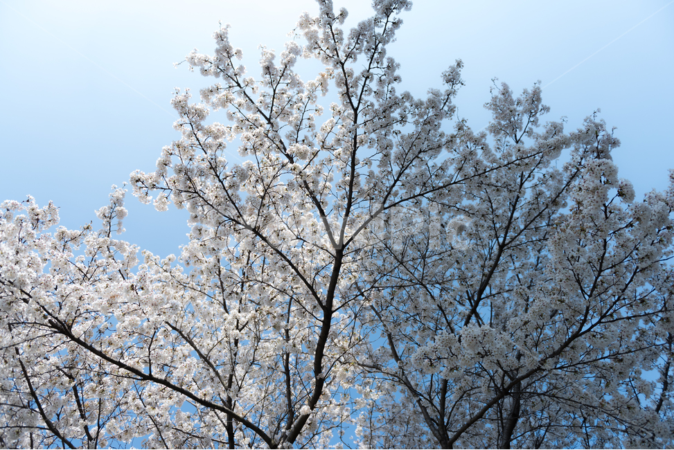 봄,벚꽃,봄꽃,봄풍경,꽃구경,봄,계절,spring,season,식물,자연,plants,nature,꽃,flower,나무,trees,wood,plant,blossom
