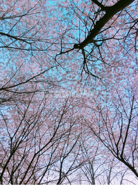 벚꽃,꽃,봄꽃,하늘,나무,봄,계절,spring,season,tree,plant,식물,leaf,잎,tree trunk,나무 줄기