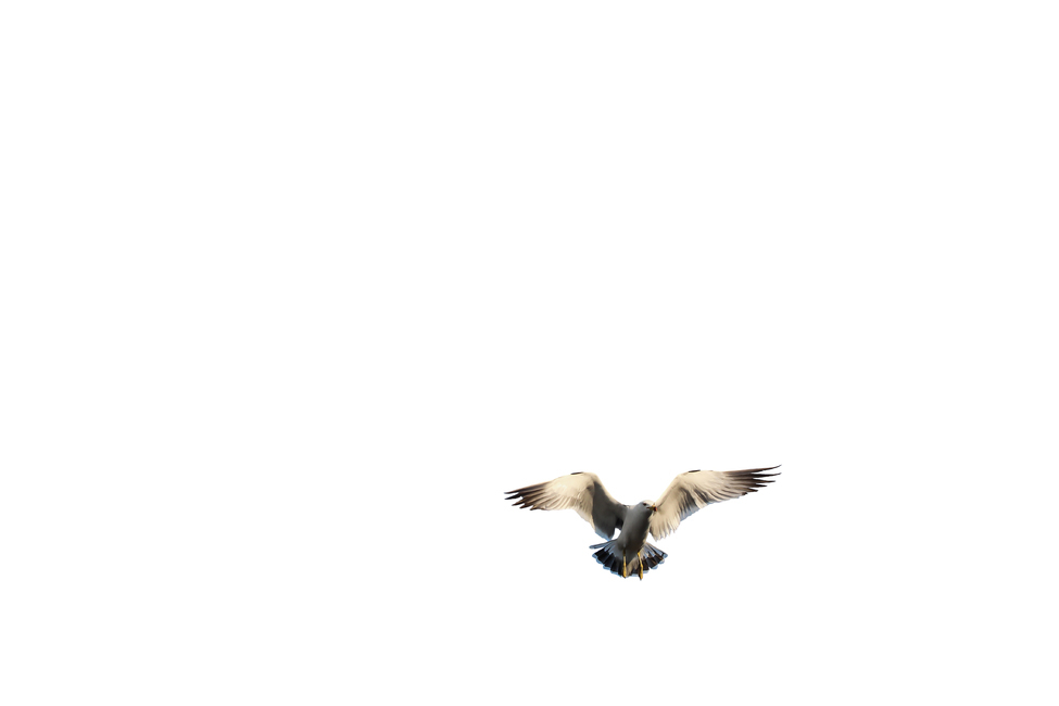 갈매기,새,조류,날개,바다,누끼,바닷가,자연,하늘,부리,동물,animal,조류,새,birds,누끼,remove background