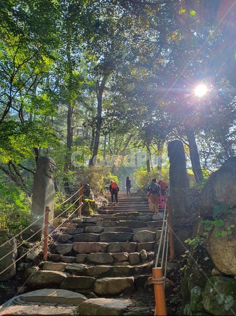 forest,nature,stairs,backlight,tree,hiking trail,summer,mountain climbing,uphill road,trail,mountain,natural scenery,light,autumn