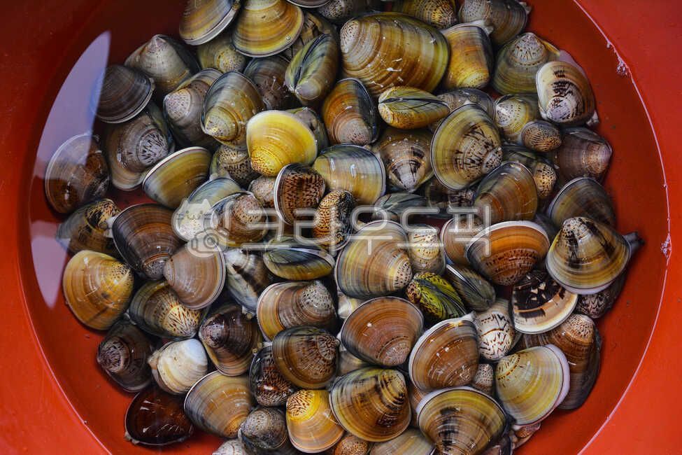 수산물,해산물,백합조개,조개잡이,갯벌체험,대합,수확,바다생물,패류,조개류,식용,식재료,자연산,우리것,토종,먹거리,요리재료,생물,해양생물