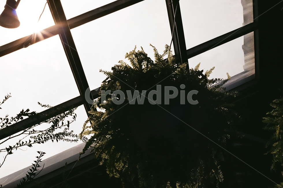 window,창문,건축물,식물,plant,카페