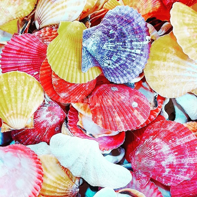 조개,clam,colorful,배경,바탕,화려한